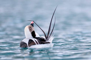 Ptak morski: szczegóły, opis Ptak morski: szczegóły, opis