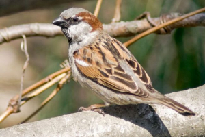 Ptasi sparrow