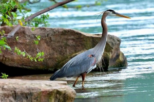 Bagns bagn. Opis, funkcje i nazwy ptaków mieszkających na bagnach Bagns bagn. Opis, funkcje i nazwy ptaków mieszkających na bagnach