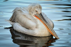 Kędzierzawy pelikan