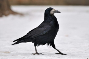 Gracz bird Gracz bird