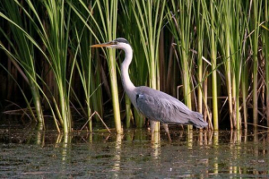 Szara czapla Szara czapla