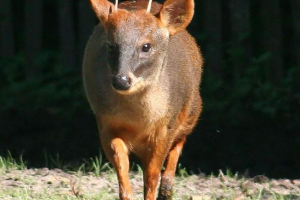 Pad - miniaturowy jelenie