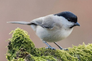 Puchlyak lub borogol haighe Puchlyak lub borogol haighe