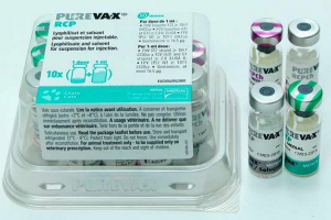 Purexx dla kotów - jakie choroby zapobiega?