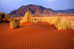 Desert kyzylkum Desert kyzylkum