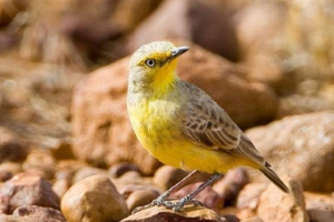 Desert ashbii - pernation endemive australia