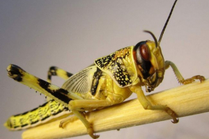 Pusty lub african larmust: galopująca katastrofa