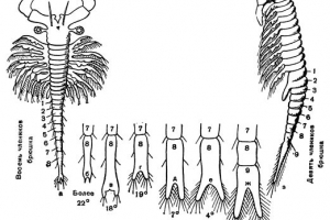 Crunch artemy Crunch artemy