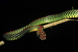 Raj zdobiony wąż - wymagany przedstawiciel latający Raj zdobiony wąż - wymagany przedstawiciel latający