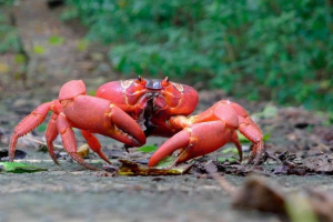 Cruise - opis, znaki, odżywianie, reprodukcja i klasyfikacja