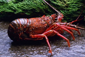 Skorupiaki Skorupiaki