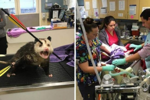 Ranny opossum wykazał cuda o przeżycie Ranny opossum wykazał cuda o przeżycie