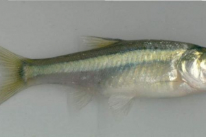 Indyjskie osada Indyjskie osada