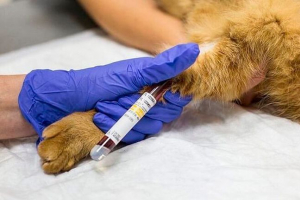 Dekodowanie biochemicznego badania krwi z kotów Dekodowanie biochemicznego badania krwi z kotów