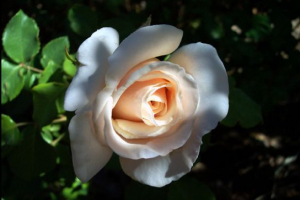 Rośliny i grzyby czerwonej księgi regionu leningradzka Rośliny i grzyby czerwonej księgi regionu leningradzka