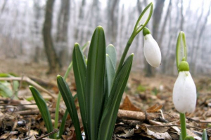 Kwiaty czerwonej książki Kwiaty czerwonej książki