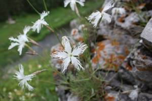 Rośliny rodziny clove