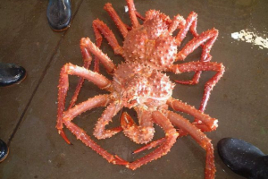 Równy krab. Opis, zdjęcia Równy krab. Opis, zdjęcia