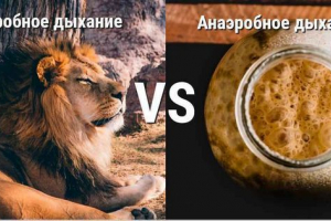 Różnice między aerobowym i beztlenowym oddychaniem