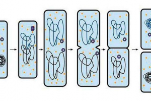 Reprodukcja komórek według podziału binarnego