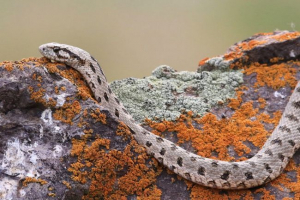 Wielobarwny poloz Wielobarwny poloz