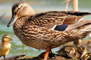 Odmiany dzikich kaczek