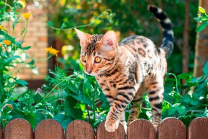 Odmiany domowej roboty rasy kotów Odmiany domowej roboty rasy kotów