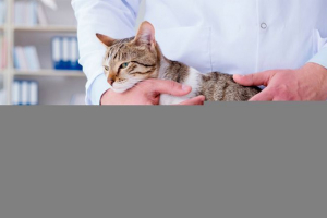 Odmiany robaków w kotach, ich objawów i leczenia Odmiany robaków w kotach, ich objawów i leczenia