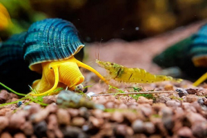 Odmiany i treść ślimaków akwariowych Odmiany i treść ślimaków akwariowych