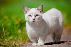 Odmiany kotów krótkich Odmiany kotów krótkich