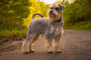Odmiany rasy schnauzer Odmiany rasy schnauzer