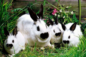 Króliki hodowli w domu - gdzie zacząć? Króliki hodowli w domu - gdzie zacząć?