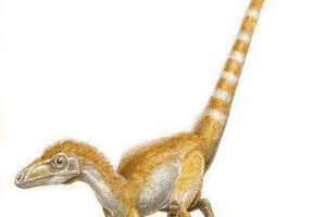 Rzadkie dinozaurów. Sinezauropterix Rzadkie dinozaurów. Sinezauropterix