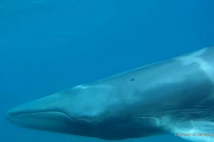 Rzadka poliasomia omura została sfilmowana na aparacie z wybrzeża madagaskaru Rzadka poliasomia omura została sfilmowana na aparacie z wybrzeża madagaskaru