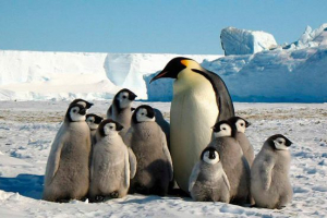 Ocena najbardziej uroczych planet zwierząt