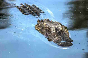 Ocena najbardziej śmiertelnego zabójczego zwierzęcia