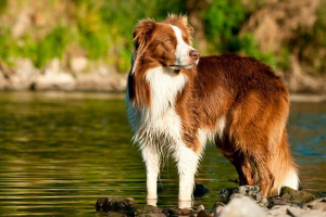 Ocena najmądrzejszych psów na planecie Ocena najmądrzejszych psów na planecie