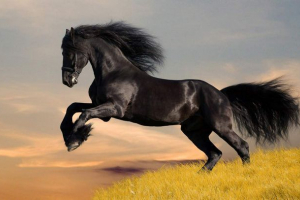 Długowieci rejestratory wśród zwierząt: kim są? Długowieci rejestratory wśród zwierząt: kim są?