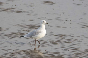 Sludf seagull - ostatnio na zewnątrz i rzadkie gatunki ptaków