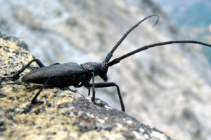 Relic woodcase Relic woodcase