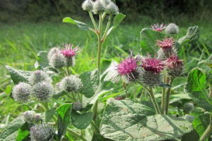 Reprezentować Reprezentować