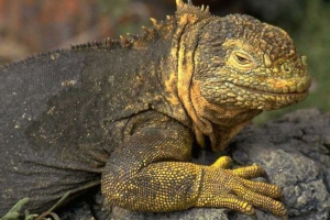 Gady i temperatura ich ciała Gady i temperatura ich ciała