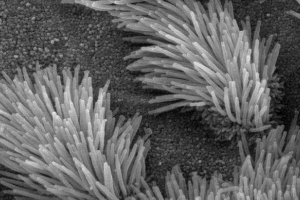 Cilia i flagella: sprężone cechy, struktura i rola w komórkach