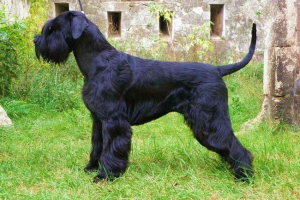 Risenshnauzer: wszystko o psie serwisowej