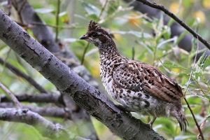 Ryabik bird. Siedlisko i cechy rzędu Ryabik bird. Siedlisko i cechy rzędu