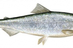 Rocky europejska: foto fish