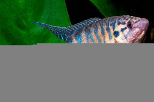 Ojczyzna, charakter i cechy zawartości ryb macropod