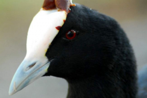 Rogaty lysha Rogaty lysha