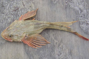 Slingshot lub czworonożny byk